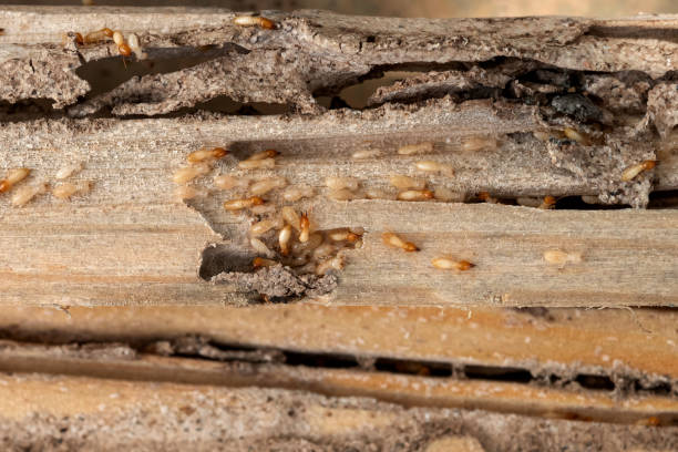Best Flea Control Services  in Paramus, NJ